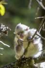 Asia-China-Tacheng-Young Yunnan Black Snub-Nosed Monkey Art Print